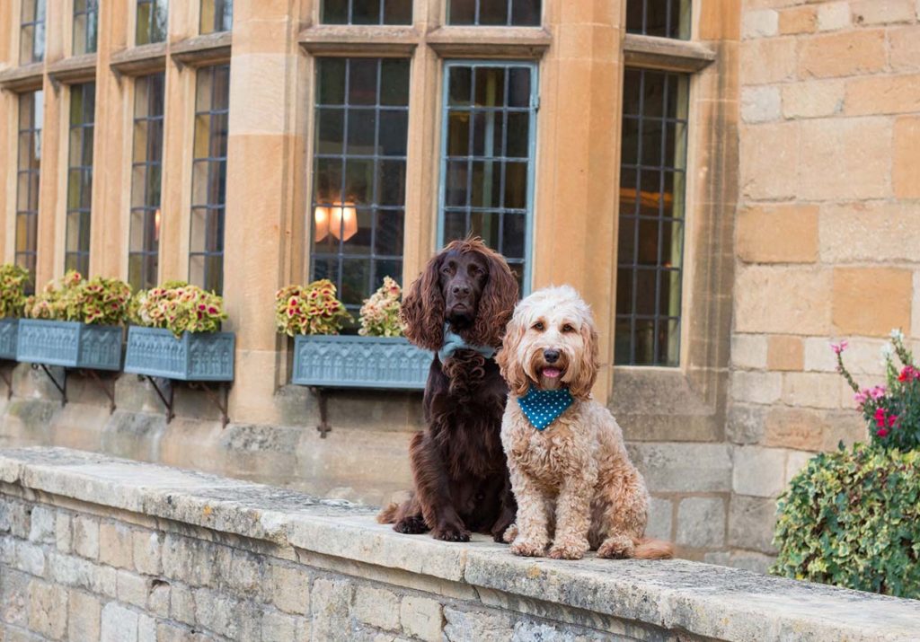 The Most Dog-Friendly Hotels in England